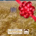 Buono Regalo
